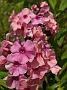 Phlox Paris